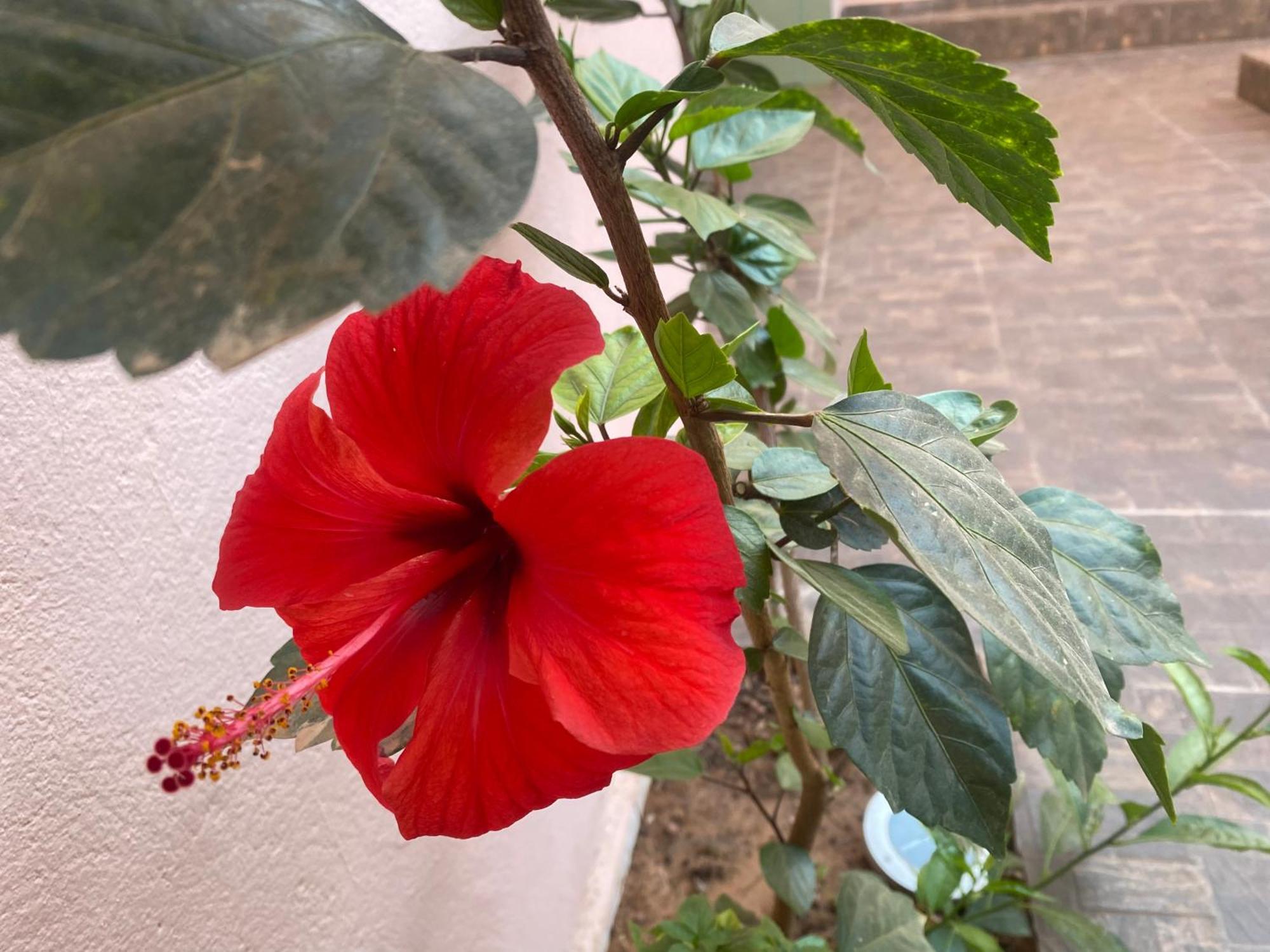 Riad Tania Mozaik Taroudant Exterior foto